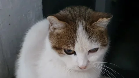 Cat sitting on the window Stock Footage 149424791