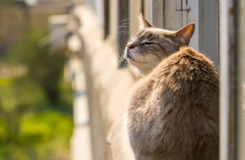 The cat is sitting on the window frame Stock Photos