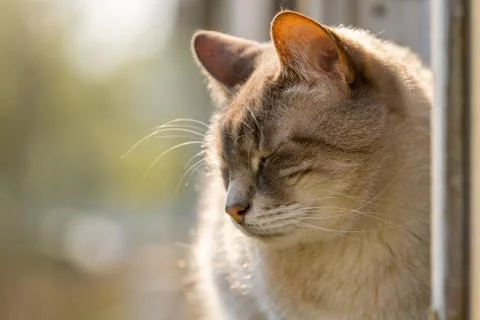 The cat is sitting on the window frame Stock Photos