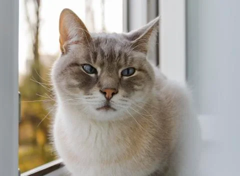 The cat is sitting on the window frame Stock Photos