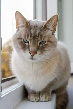 The cat is sitting on the window frame Stock Photos