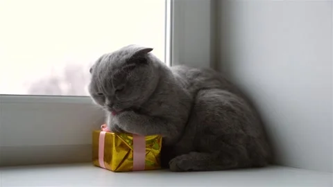 Cat sitting on a window hugging a gift and washing 스톡 동영상 150253199