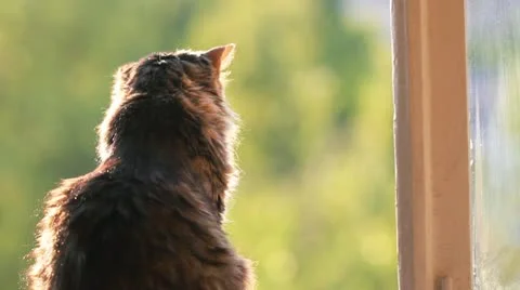 Cat sitting on window ledge Stock Footage 11134222