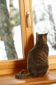 Cat Sitting On Window Ledge Looking At Snowy View Stock Photos