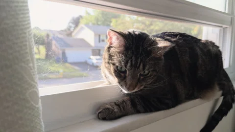 Cat sitting in window looking out at neighborhood 4k Video stock 325549010
