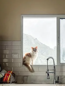 Cat Sitting by the Window with Mountain View Stock Photos