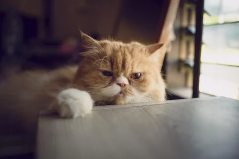 Cat sitting by the window Orange Cat 写真素材