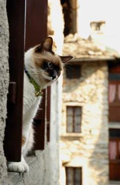 Cat sitting in a window  Stock Photos