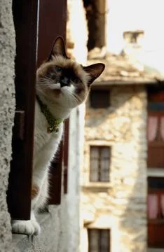 Cat sitting in a window  Stock Photos