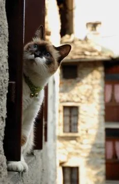 Cat sitting in a window  Stock Photos