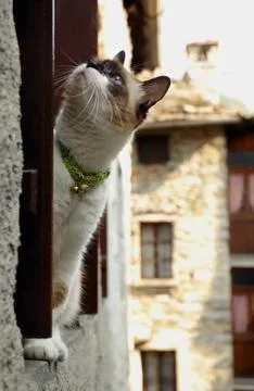Cat sitting in a window  Stock Photos