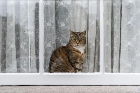Cat sitting by window Stock Photos