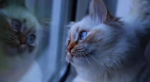 Cat sitting on the window Stock Photos