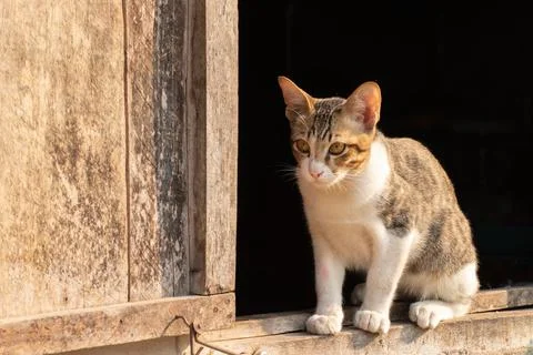 Cat sitting on the window. Stock Photos