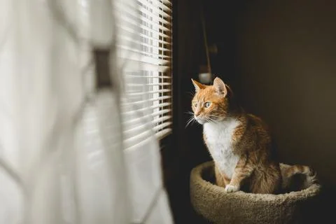 Cat sitting by window Stock Photos