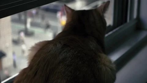 Cat sitting on window sill looking at people marching street Black Lives Matter 스톡 동영상 132582756