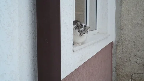 Cat sitting on window-sill in winter Stock Footage 96126442