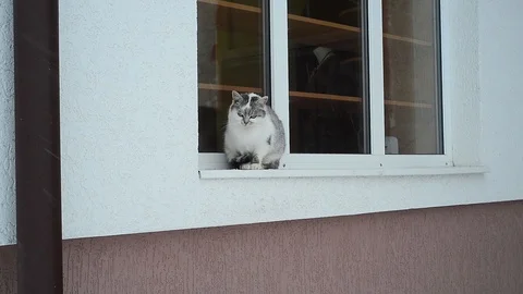 Cat sitting on window-sill in winter Stock Footage 96126461