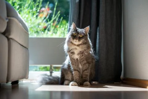 Cat sitting in window sunlight next to sofa Stock Photos
