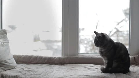 Cat sitting on a windowsill and looking out the window Stock Footage 121928144