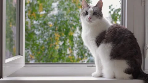 The cat is sitting on the windowsill and turns around looking at me. Stock Footage 165389663