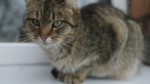 The cat sitting on a windowsill. Stock Footage 88287392