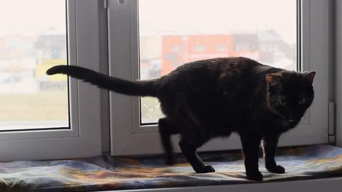 Cat sitting on the windowsill Stock Footage 97379620