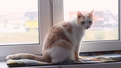 Cat sitting on the windowsill Stock Footage 97379646
