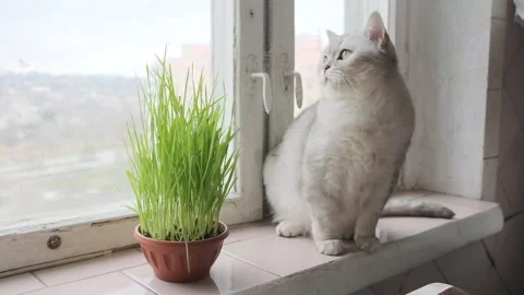 The cat is sitting on the windowsill Video stock 244663988