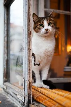 Cat sitting on windowsill Stock Photos