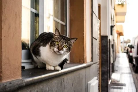 Cat sitting at windowsill Stock Photos