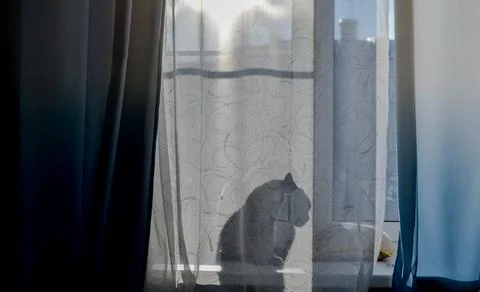The cat is sitting on windowsill, through curtain seen his shadow, silhouette Stock Photos