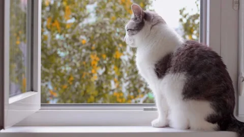 The cat sitting on the windowsill turns away from you. Stock Footage 165389669