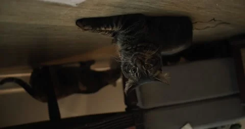 A cat sitting on a wooden surface Stock Footage 155357825
