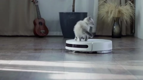 Cat is sitting at work on a vacuum cleaner Stock Footage 164221939