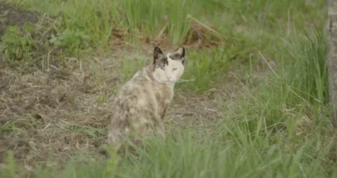 Cat sittingin green grass Stock Footage 247919957