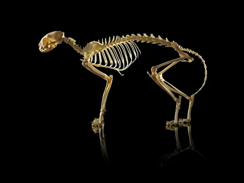 Cat skeleton Stock Photos