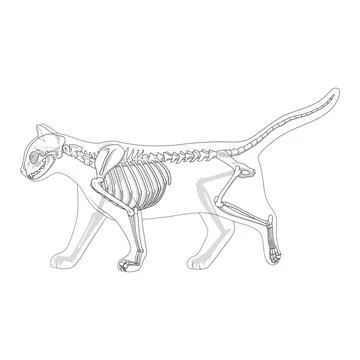 Cat skeleton veterinary vector illustration Stock Illustration