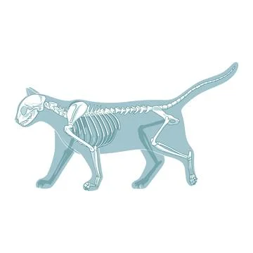 Cat skeleton veterinary vector illustration Illustrazione stock