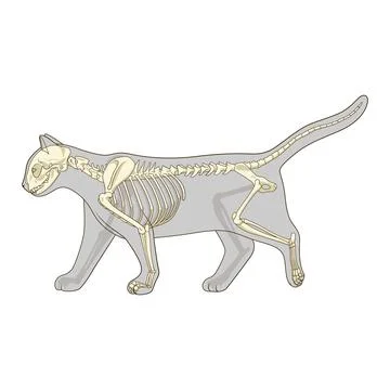 Cat skeleton veterinary vector illustration Stock Illustration