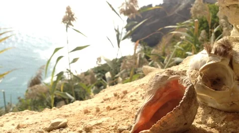 The Cat Skull and shell in Crimea Russia Fiolent Cape - Black sea rocks Stock Footage 68387699