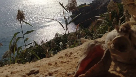 The Cat Skull and shell in Crimea Russia Fiolent - Black sea rocks 3 Stock Footage 73678773