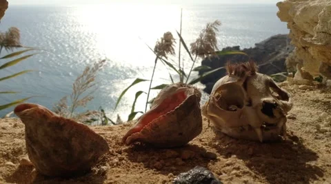 The Cat Skull and Two shells in Crimea Russia Fiolent Cape - Black sea rocks 2 Stock Footage 68962630