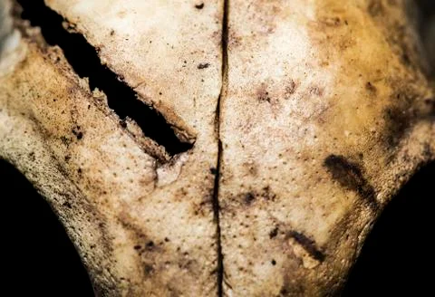 Cat skull hit by an object Foto stock