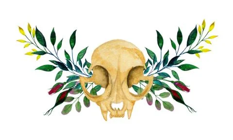 Cat skull Stock Illustration