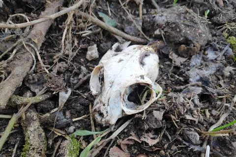 Cat skull in a meadow Stock Photos