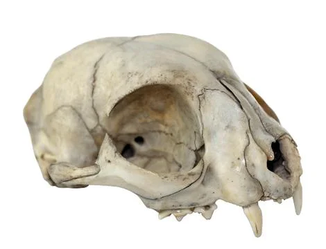 Cat skull Stock Photos