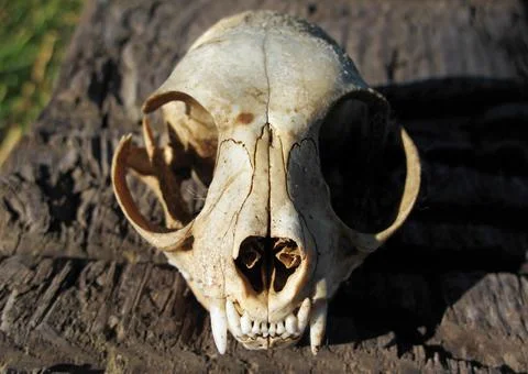 Cat skull Stock Photos