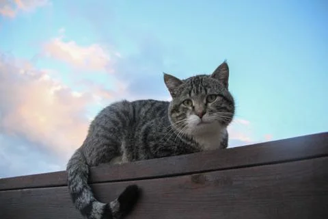 Cat on the Skyline Stock Photos