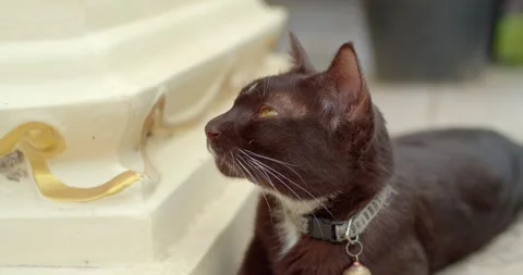 Cat sleep 3 Stock Footage 248248844